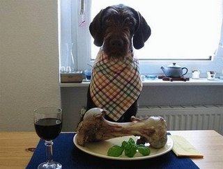 alimentacion_perro